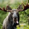 Profilbild von WoodsyMoose