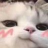 Paiiolet's profile picture