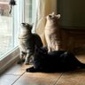 Kitty's profile picture