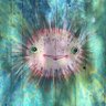 Фото профиля Bad Brad - Despicable Deplorable Garbage