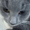Profilbild von Mish