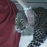 🐆🇸🇦 的头像