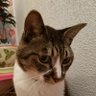 いずみ's profile picture