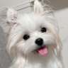 めろめろになる犬 的头像