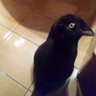 PR1ME profil fotoğrafı