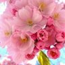 さくら profil fotoğrafı