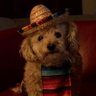 Dino's profile picture