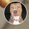 Profilbild von AtomD