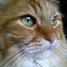 kitti katzen's profile picture