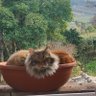 NF_Calypso profil fotoğrafı