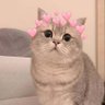 Areeba's profile picture