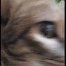 hobobie123's profile picture