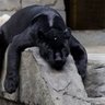 Sad Panther Fan's profile picture