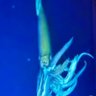 Фото профиля ダイオオイカ