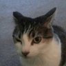 Profilbild von Adimas