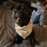 Alex dodgerdog's profile picture