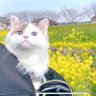 めりりん🎌's profile picture
