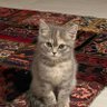 واحد من الناس profil fotoğrafı