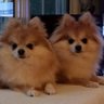 Pomma Bear's profile picture