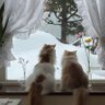 雪megu profil fotoğrafı