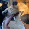 Profilbild von Problem Licked