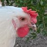 Profilbild von White Hen