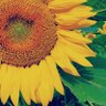 Esranur profil fotoğrafı