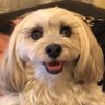 Profilbild von キーレオ犬の飛飛
