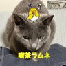 喫茶ラムネとバイトリーダーN profil fotoğrafı