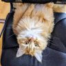 Alexander N.'s profile picture