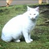 Yurica's profile picture