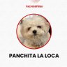 Panchita La Loca profil fotoğrafı