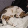としくん profil fotoğrafı
