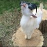OGGOAT's profile picture
