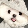 推特账号防狼喷雾多开抢红包软件卖家ee20031's profile picture
