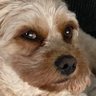 Profilbild von Paws on the beach