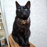 まいどくん😼🐴🐦 profil fotoğrafı