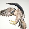 Фото профиля Peregrine⚡