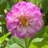 Фото профиля Lila Sonoda