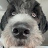 Ivyy ⸆⸉ profil fotoğrafı