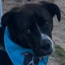 Jom&JinsSadDog's profile picture