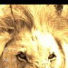 لاتكن مع القطيع's profile picture