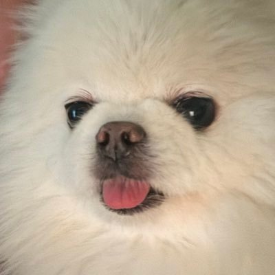 비비빔냉's profile picture