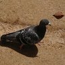 鳥ぴ族's profile picture