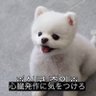 んぽちゃむ🐰's profile picture