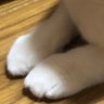 まんまる🐈🐾 的头像