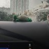 小树袋熊🐨 的头像