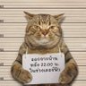 milkcat's profile picture