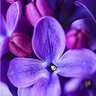 Фото профиля سامي سامي