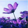flowa 的头像